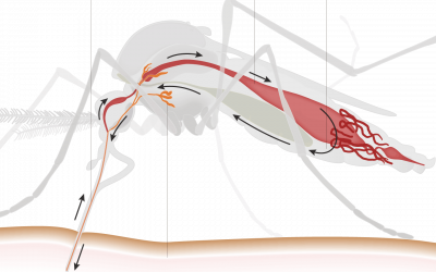 ZIKA – Un Virus Emergente